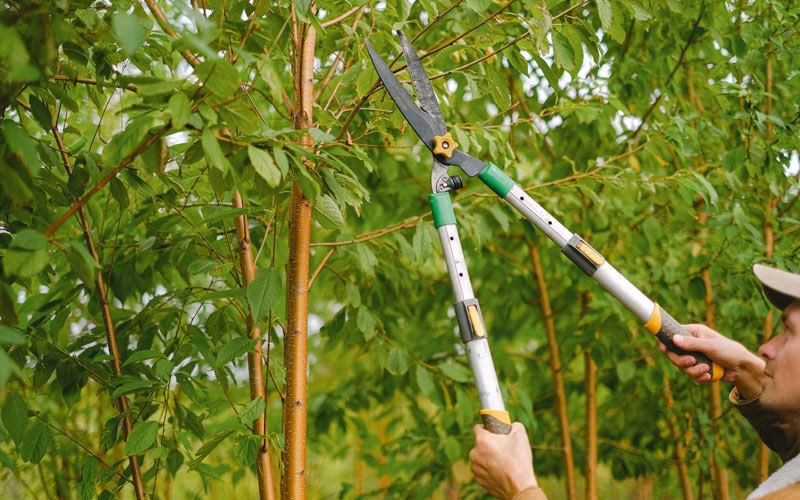 Tree trimming in Panguitch, UT